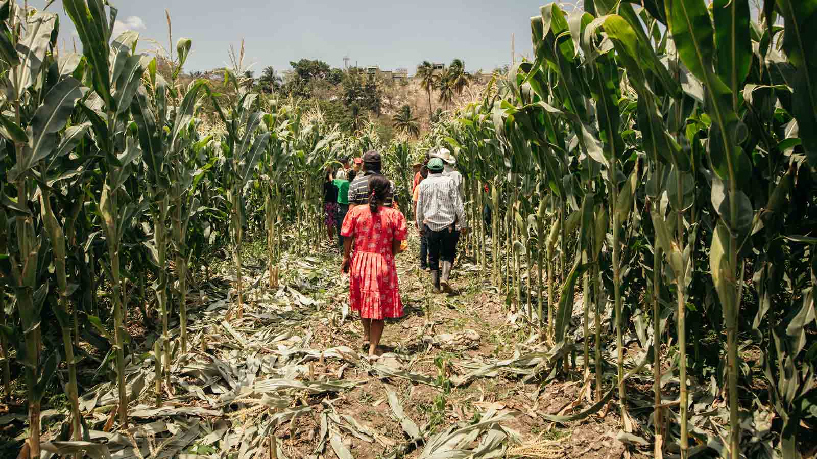 Farmers in the corn field